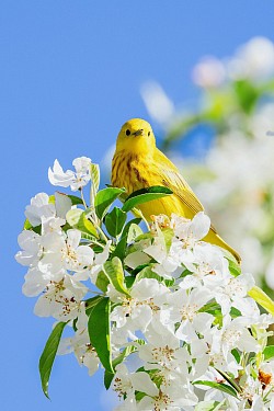 鳥